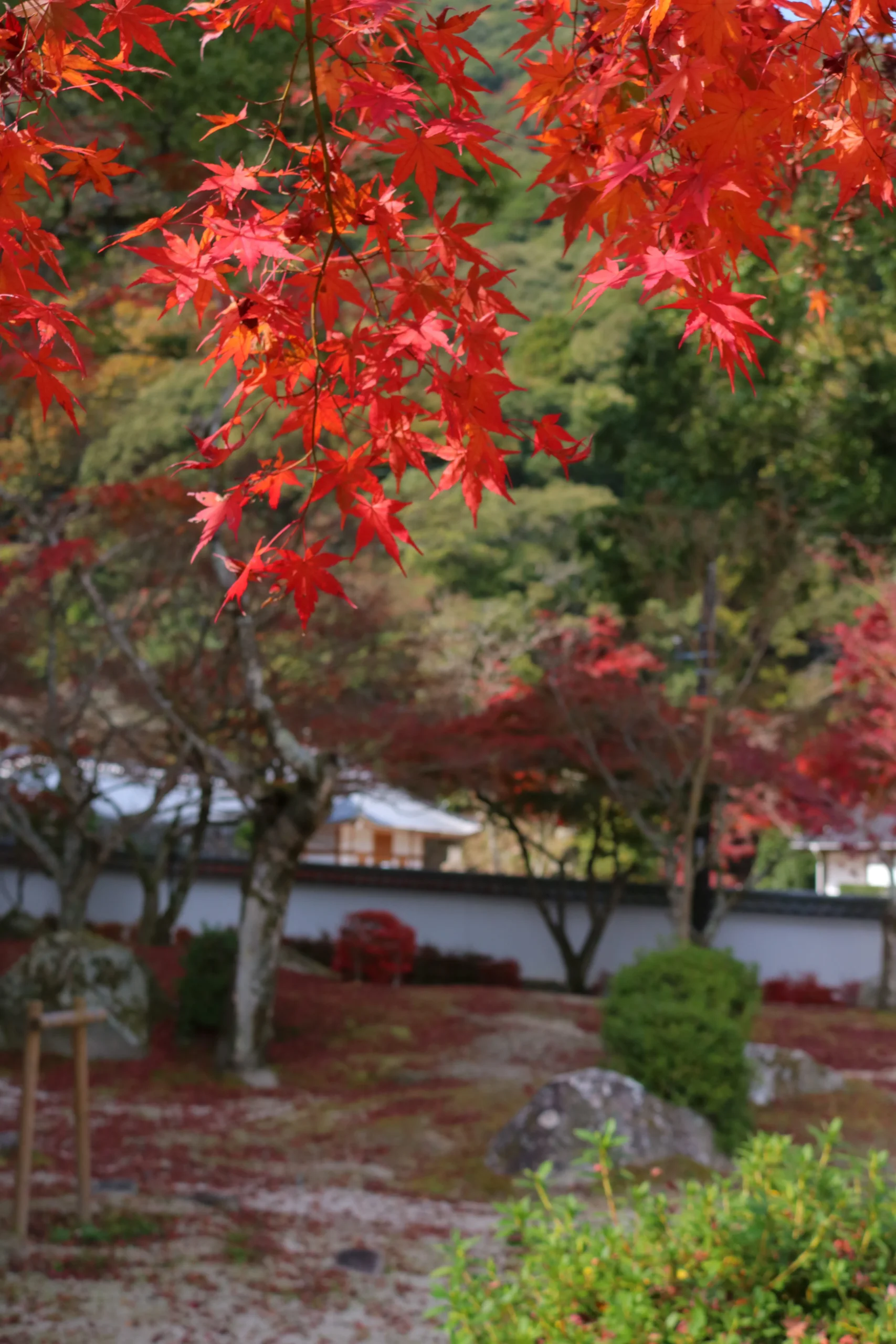 岩国市岩国　新築　H様邸と紅葉谷公園