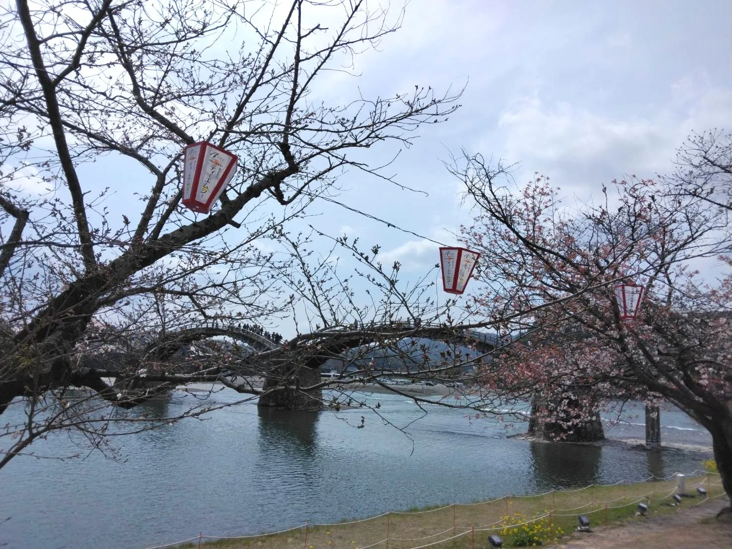 今年もお花見シーズン到来！